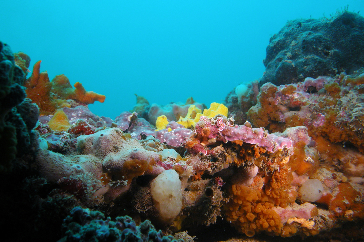 Die Korallenriffe der Adria